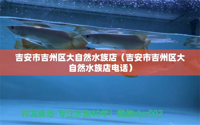 吉安市吉州區(qū)大自然水族店（吉安市吉州區(qū)大自然水族店電話） 全國水族館企業(yè)名錄