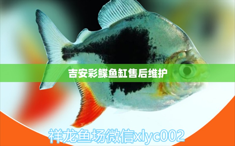 吉安彩鰈魚缸售后維護(hù) 彩鰈魚缸（彩蝶魚缸）