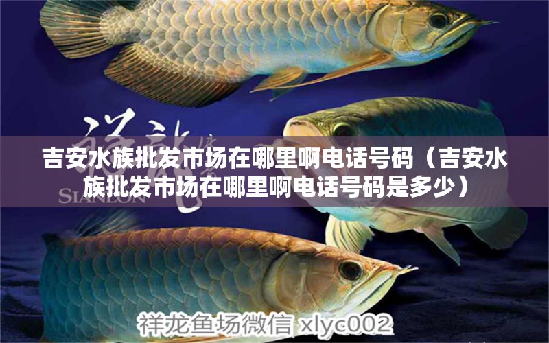 吉安水族批發(fā)市場在哪里啊電話號碼（吉安水族批發(fā)市場在哪里啊電話號碼是多少） 觀賞魚水族批發(fā)市場