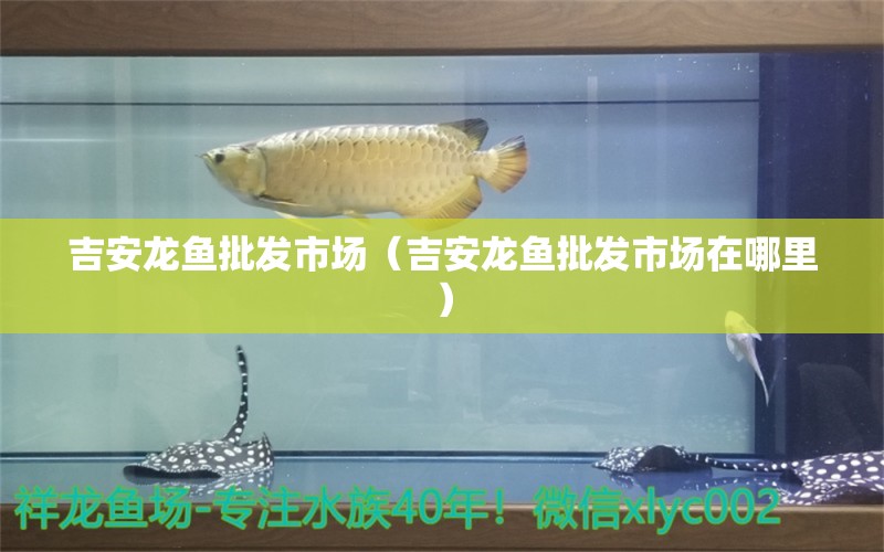 吉安龍魚批發(fā)市場（吉安龍魚批發(fā)市場在哪里） 龍魚批發(fā)