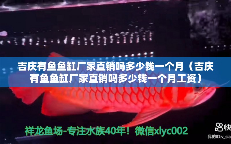 吉慶有魚魚缸廠家直銷嗎多少錢一個月（吉慶有魚魚缸廠家直銷嗎多少錢一個月工資） 國產元寶鳳凰魚