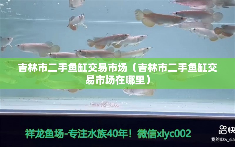 吉林市二手魚缸交易市場（吉林市二手魚缸交易市場在哪里）