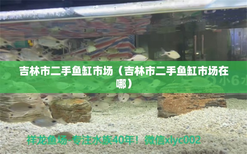 吉林市二手魚缸市場（吉林市二手魚缸市場在哪） 其他品牌魚缸