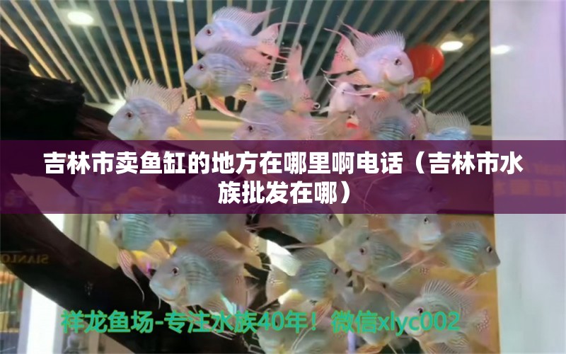 吉林市賣魚缸的地方在哪里啊電話（吉林市水族批發(fā)在哪）