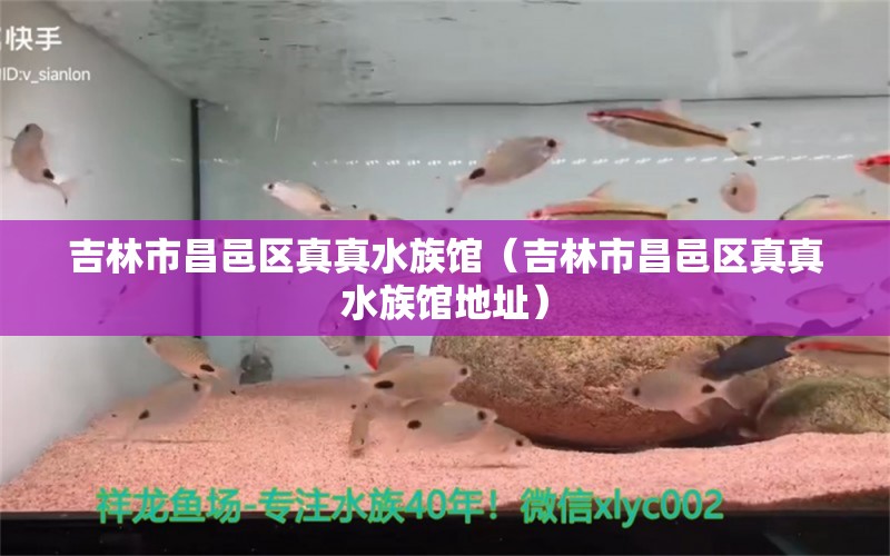 吉林市昌邑區(qū)真真水族館（吉林市昌邑區(qū)真真水族館地址）