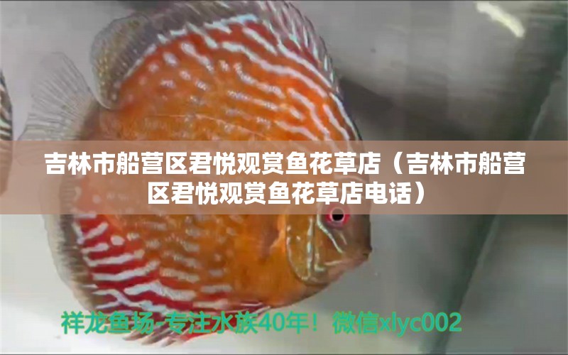 吉林市船營區(qū)君悅觀賞魚花草店（吉林市船營區(qū)君悅觀賞魚花草店電話）