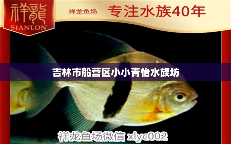 吉林市船營區(qū)小小青怡水族坊