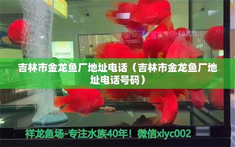 吉林市金龍魚廠地址電話（吉林市金龍魚廠地址電話號碼） 祥龍水族醫(yī)院