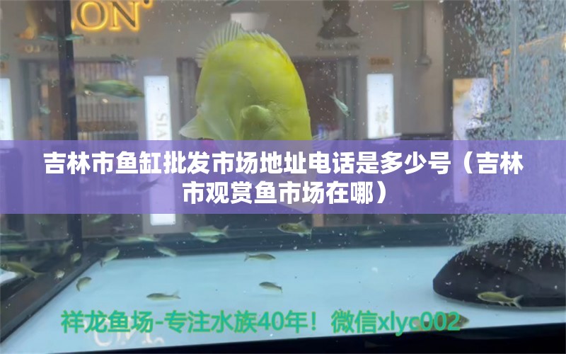 吉林市魚缸批發(fā)市場地址電話是多少號（吉林市觀賞魚市場在哪） 觀賞魚市場（混養(yǎng)魚）