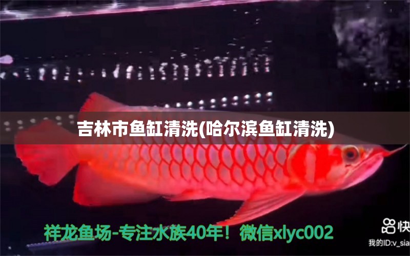 吉林市魚缸清洗(哈爾濱魚缸清洗) 廣州水族批發(fā)市場(chǎng)