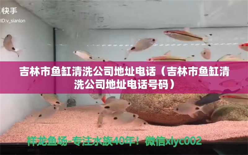 吉林市魚缸清洗公司地址電話（吉林市魚缸清洗公司地址電話號碼） 赤荔鳳冠魚