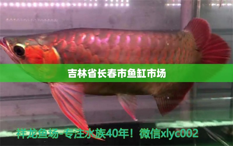 吉林省長(zhǎng)春市魚缸市場(chǎng) 觀賞魚