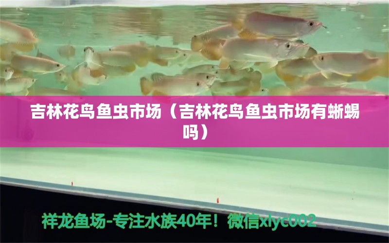 吉林花鳥魚蟲市場(chǎng)（吉林花鳥魚蟲市場(chǎng)有蜥蜴嗎）