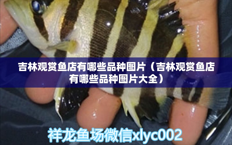 吉林觀賞魚店有哪些品種圖片（吉林觀賞魚店有哪些品種圖片大全）