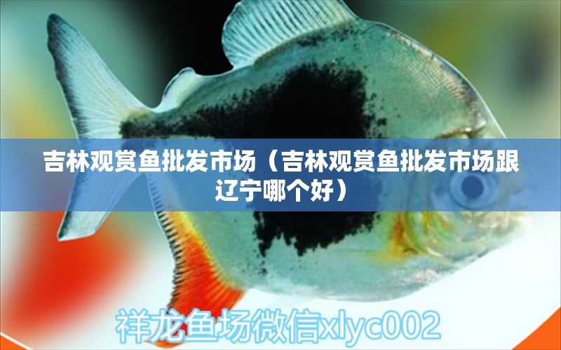 吉林觀賞魚批發(fā)市場（吉林觀賞魚批發(fā)市場跟遼寧哪個好）