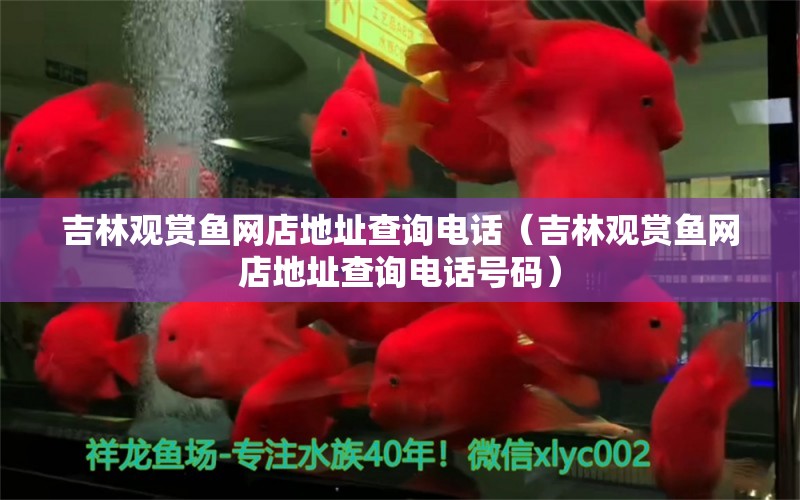 吉林觀賞魚網(wǎng)店地址查詢電話（吉林觀賞魚網(wǎng)店地址查詢電話號碼）