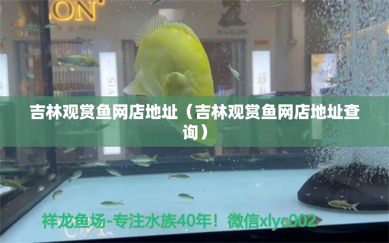 吉林觀賞魚網(wǎng)店地址（吉林觀賞魚網(wǎng)店地址查詢）