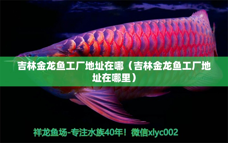 吉林金龍魚工廠地址在哪（吉林金龍魚工廠地址在哪里）