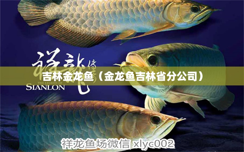 吉林金龍魚（金龍魚吉林省分公司）