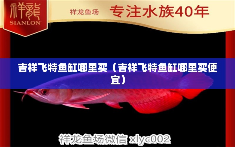 吉祥飛特魚缸哪里買（吉祥飛特魚缸哪里買便宜） 祥龍進口元寶鳳凰魚