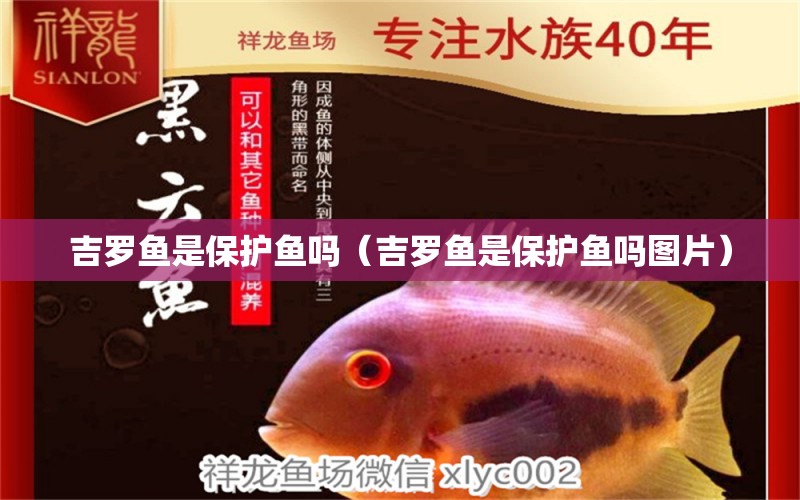 吉羅魚是保護(hù)魚嗎（吉羅魚是保護(hù)魚嗎圖片）