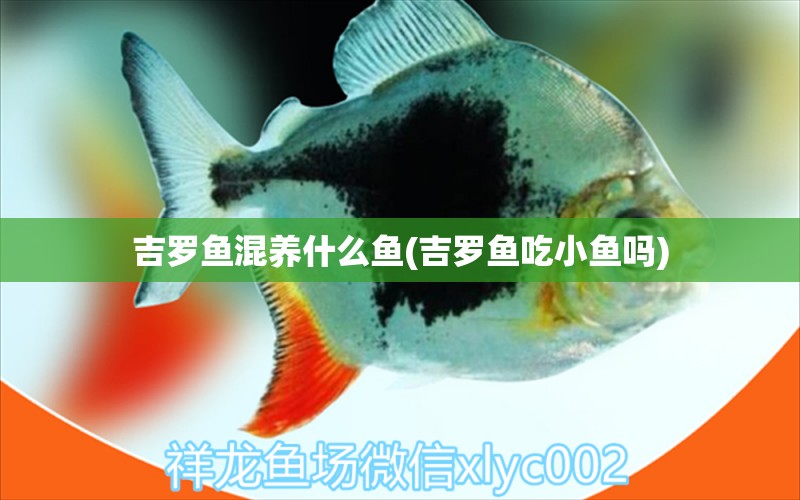 吉羅魚混養(yǎng)什么魚(吉羅魚吃小魚嗎)