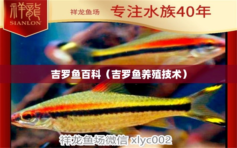 吉羅魚(yú)百科（吉羅魚(yú)養(yǎng)殖技術(shù)） 赤元素