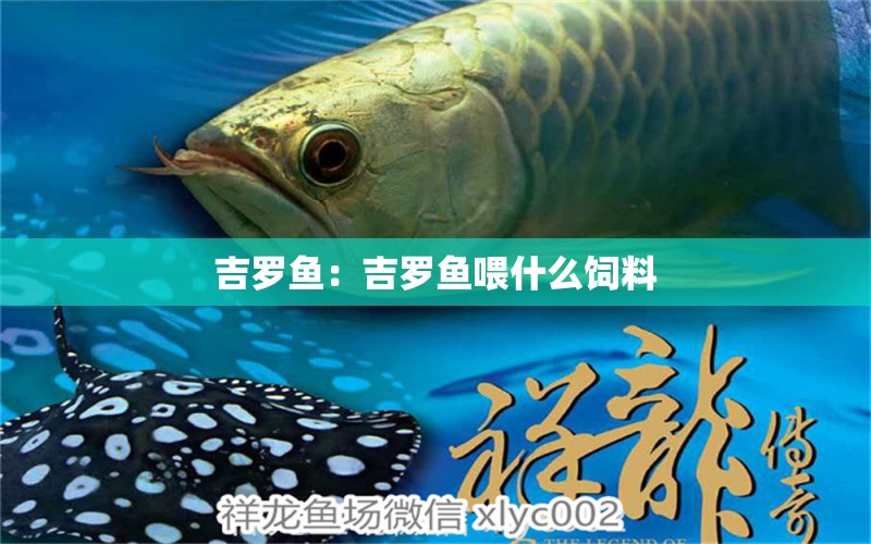 吉羅魚：吉羅魚喂什么飼料