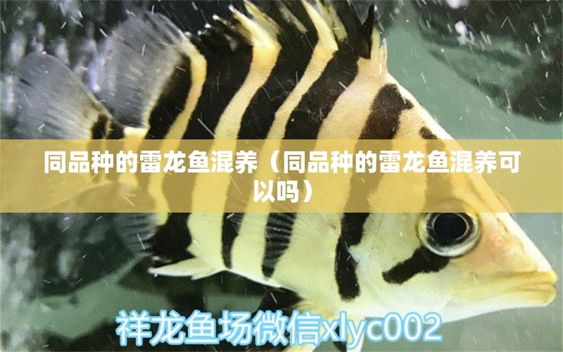 同品種的雷龍魚混養(yǎng)（同品種的雷龍魚混養(yǎng)可以嗎） 潛水艇魚