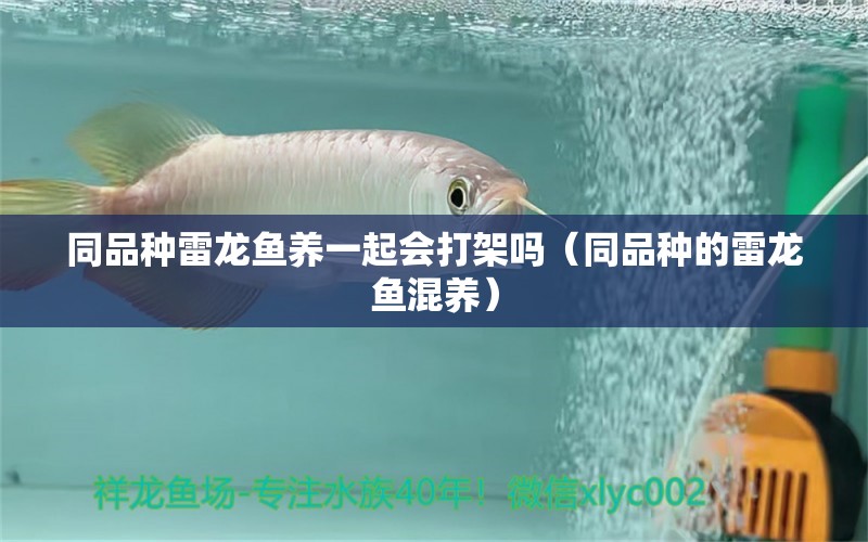 同品種雷龍魚(yú)養(yǎng)一起會(huì)打架嗎（同品種的雷龍魚(yú)混養(yǎng)） 廣州龍魚(yú)批發(fā)市場(chǎng)