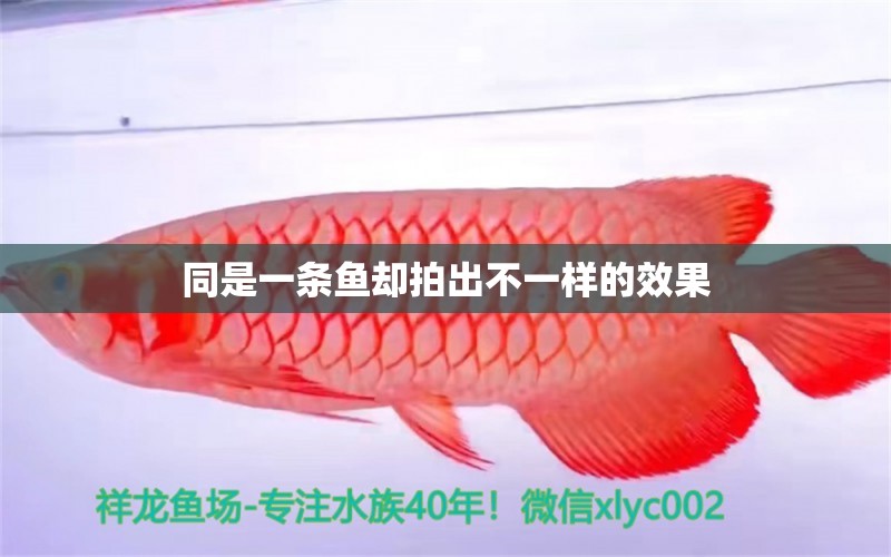 同是一條魚卻拍出不一樣的效果 慈雕魚