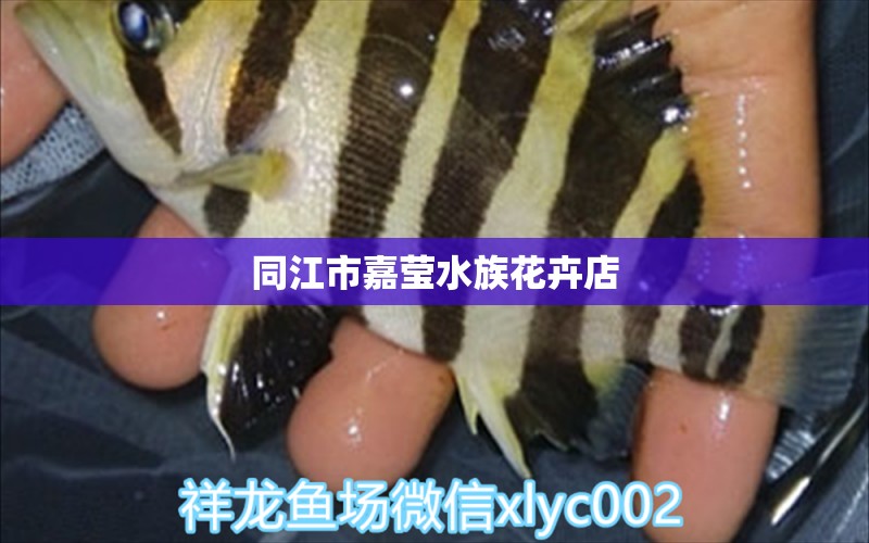 同江市嘉瑩水族花卉店