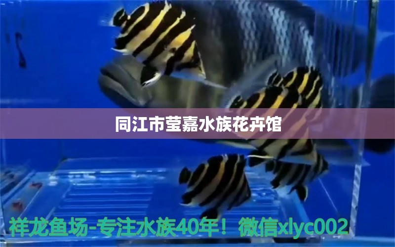 同江市瑩嘉水族花卉館