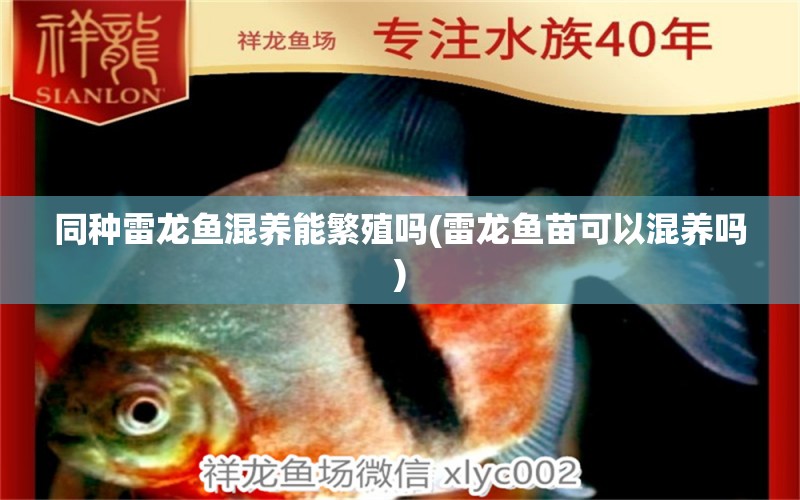 同種雷龍魚混養(yǎng)能繁殖嗎(雷龍魚苗可以混養(yǎng)嗎)