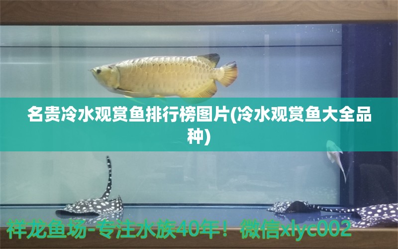 名貴冷水觀賞魚排行榜圖片(冷水觀賞魚大全品種) 黃金鴨嘴魚