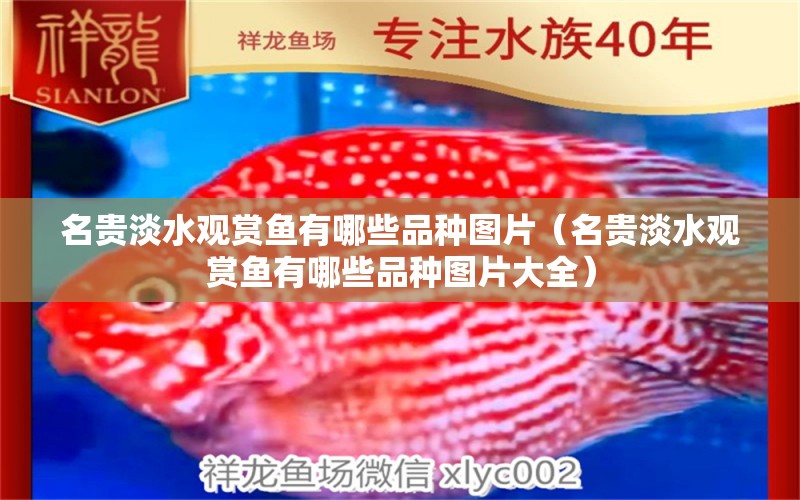 名貴淡水觀賞魚有哪些品種圖片（名貴淡水觀賞魚有哪些品種圖片大全） 祥龍水族醫(yī)院