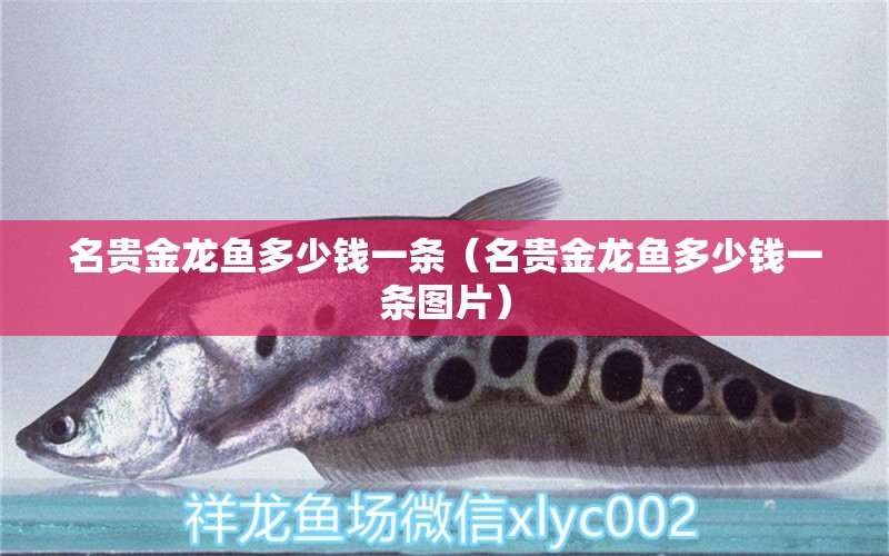 名貴金龍魚多少錢一條（名貴金龍魚多少錢一條圖片）