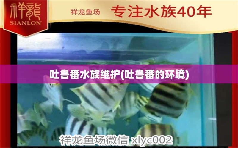 吐魯番水族維護(吐魯番的環(huán)境) 熊貓異形魚L46 第1張