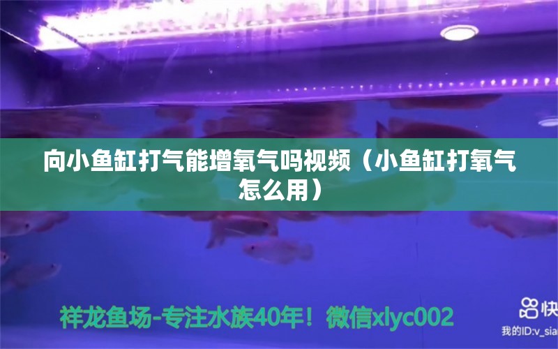 向小魚缸打氣能增氧氣嗎視頻（小魚缸打氧氣怎么用）