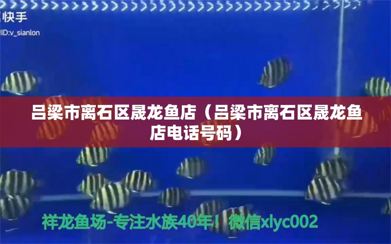 呂梁市離石區(qū)晟龍魚(yú)店（呂梁市離石區(qū)晟龍魚(yú)店電話(huà)號(hào)碼）