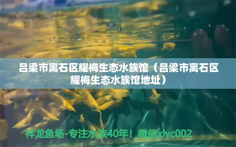 呂梁市離石區(qū)耀梅生態(tài)水族館（呂梁市離石區(qū)耀梅生態(tài)水族館地址）