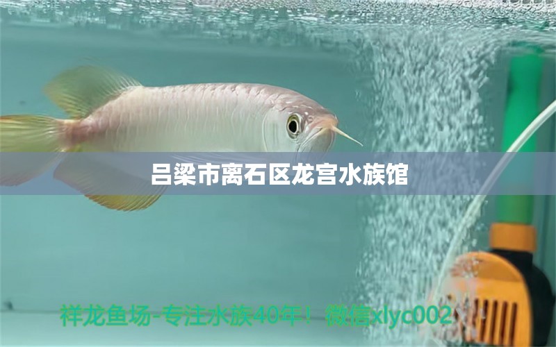 呂梁市離石區(qū)龍宮水族館