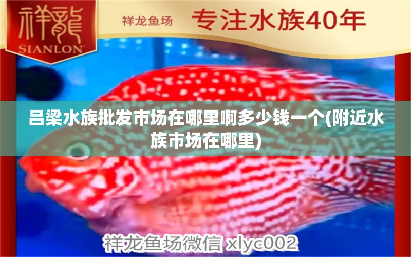 呂梁水族批發(fā)市場(chǎng)在哪里啊多少錢一個(gè)(附近水族市場(chǎng)在哪里) 觀賞魚水族批發(fā)市場(chǎng)