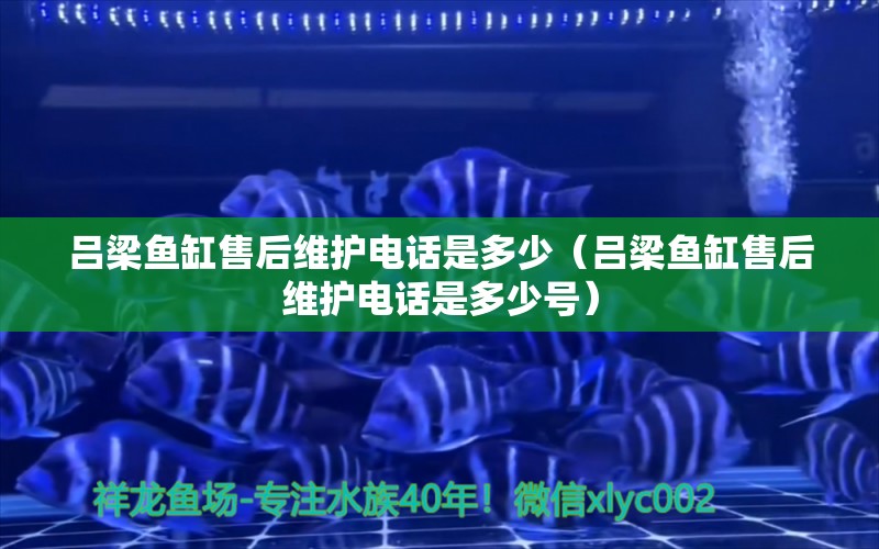 呂梁魚缸售后維護電話是多少（呂梁魚缸售后維護電話是多少號）