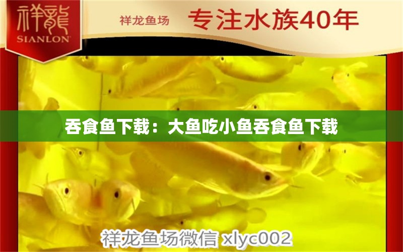 吞食魚下載：大魚吃小魚吞食魚下載 福魟魟魚