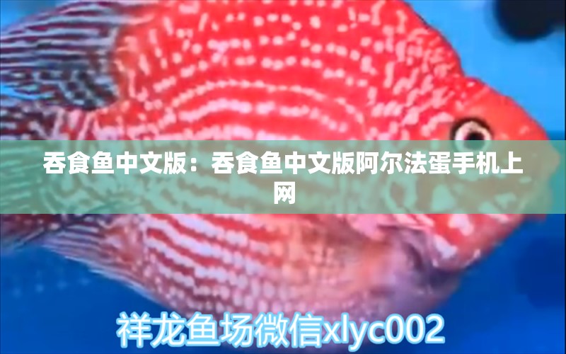 吞食魚(yú)中文版：吞食魚(yú)中文版阿爾法蛋手機(jī)上網(wǎng) 觀賞魚(yú)