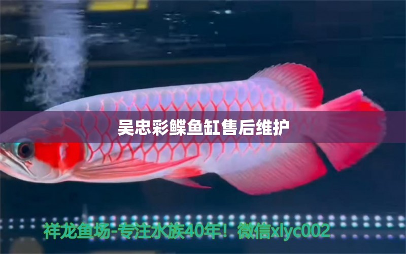 吳忠彩鰈魚(yú)缸售后維護(hù) 彩鰈魚(yú)缸（彩蝶魚(yú)缸）