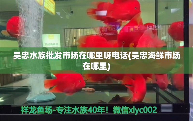 吳忠水族批發(fā)市場在哪里呀電話(吳忠海鮮市場在哪里) 觀賞魚水族批發(fā)市場