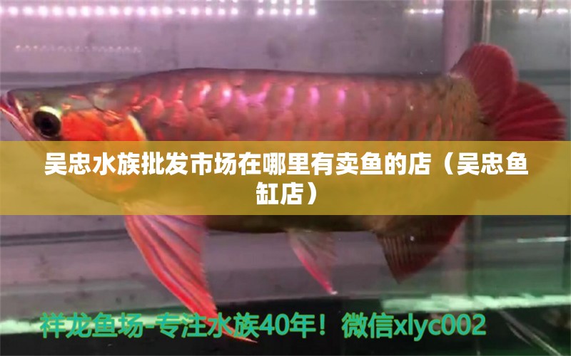 吳忠水族批發(fā)市場(chǎng)在哪里有賣魚(yú)的店（吳忠魚(yú)缸店） 三色錦鯉魚(yú)