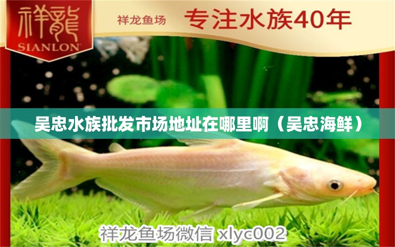 吳忠水族批發(fā)市場地址在哪里?。▍侵液ｕr） 黃金招財貓魚